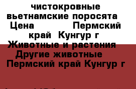  чистокровные вьетнамские поросята › Цена ­ 2 500 - Пермский край, Кунгур г. Животные и растения » Другие животные   . Пермский край,Кунгур г.